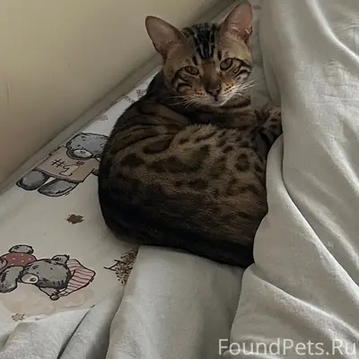 Пропал кот, контактные данные для связи