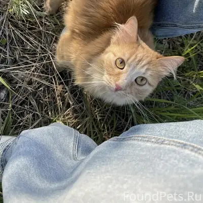 Найдена кошка, Тольятти, Калмыцкая