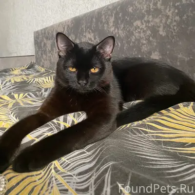 Пропал кот, Октябрьский район