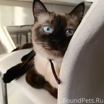 Пропала кошка, молодежный поселок