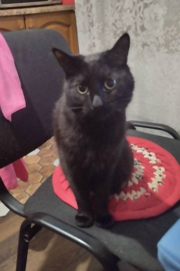 Пропал чёрный кот Эдик, Балашиха