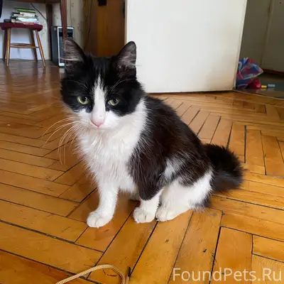 Найден кот, улица Софийская