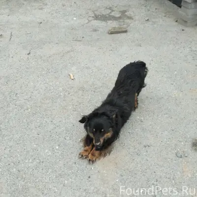 Найден пёс, Шевелевка