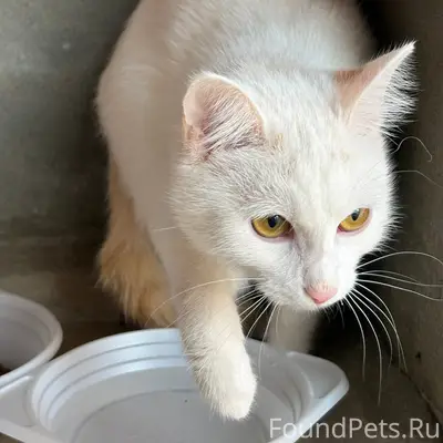 Найдена белая кошка, Новочебоксарск, ул. Строителей