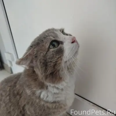 Найдена вислоухая кошка, ул. Республики, 3