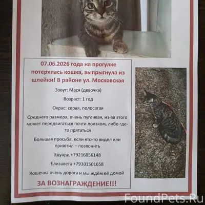 Пропала девочка Мася, темно серая трехцветная, Боровичи