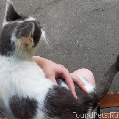 Найдена кошка, д. Васькино, Чеховский район