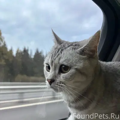 Пропала кошка, Ворошилова (район суда)