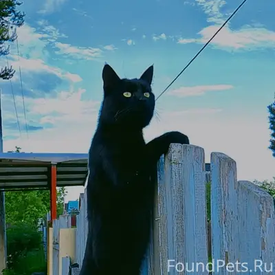 Найден чёрный кот, Баранково (СНТ 'Дружба')