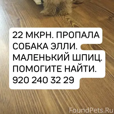 Пропала мелкая собака, 22-й микрорайон