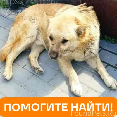 Пропал пёс Бублик, Заводской район Саратова