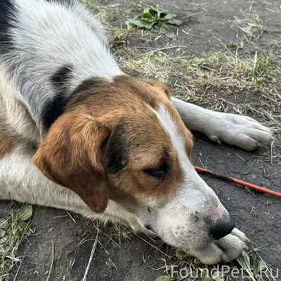 Найден кобель, Воронеж, СНТ Мебельщик