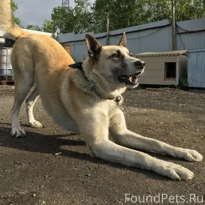 Пропал пёс Чак, Мурманск