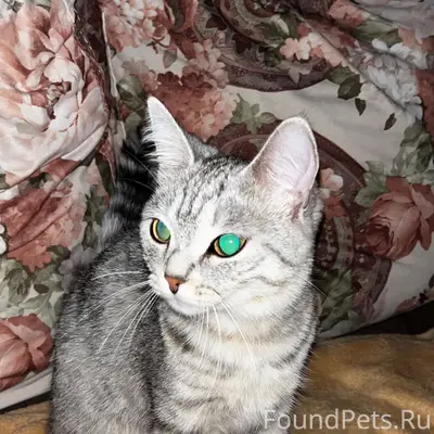 Найдена кошка мелкой породы, 16-й микрорайон