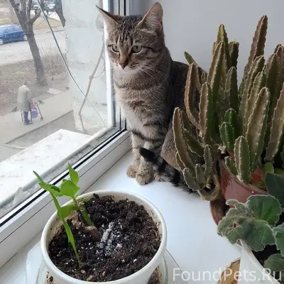 Пропала кошка, район Шошина 10