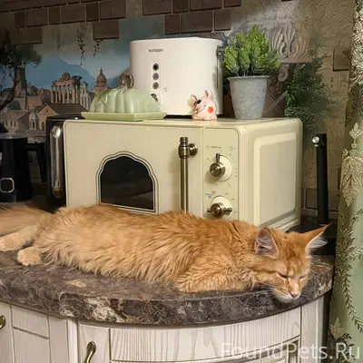 Пропала кошка Мейн-кун, ул. Восточная