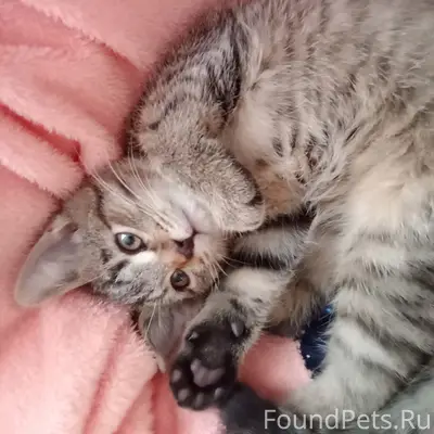 Пропал котёнок, улица Щусева