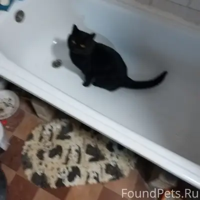 Пропал чёрный кот, есть особые приметы