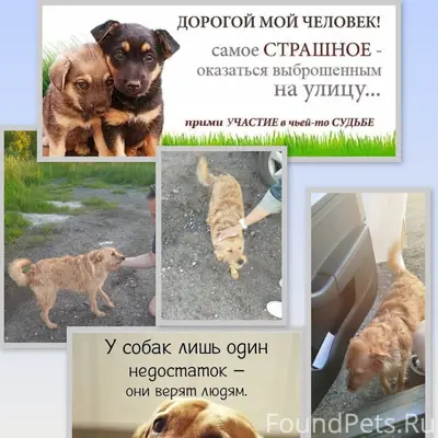 Найден пёс, Панковское садовое товарищество