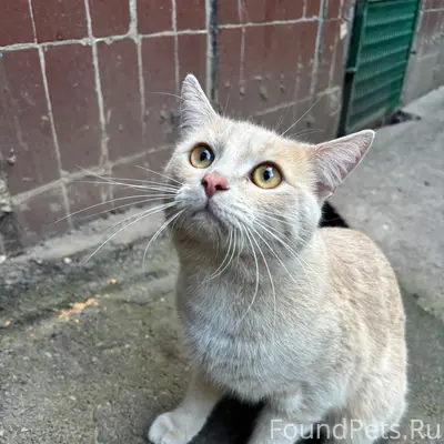 Найден кот, Солнечная, 7