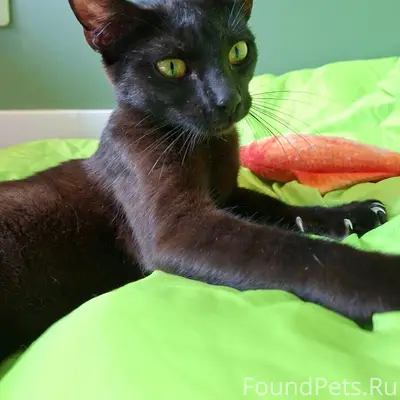 Найдена кошка, Муринская дорога