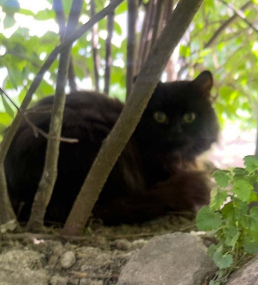 Найдена кошка, Красносельский район