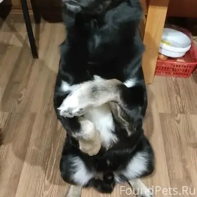 Пропал кобель Хан