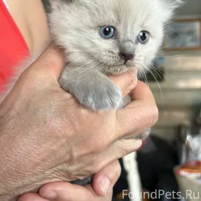 Найден котёнок, деревня Новое Исаково
