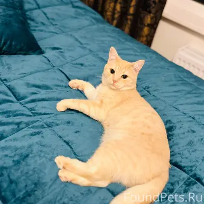 Пропал кот Фантик, Выборгский район