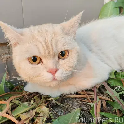 Найден кот, Иглино
