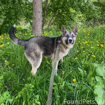Пропала собака