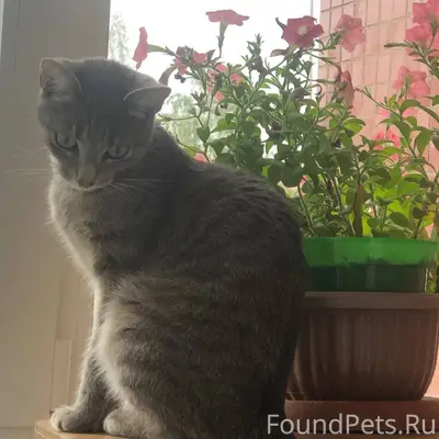 Пропала серая кошка Тоша, между 34 и 37 домами