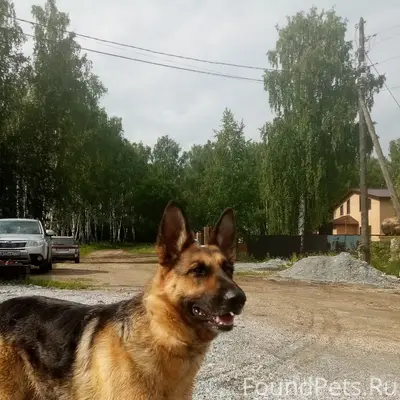 Найден пёс, Старый город