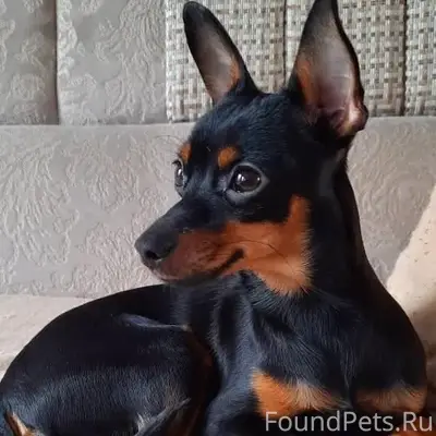 Пропала собака Тима, район автовокзала