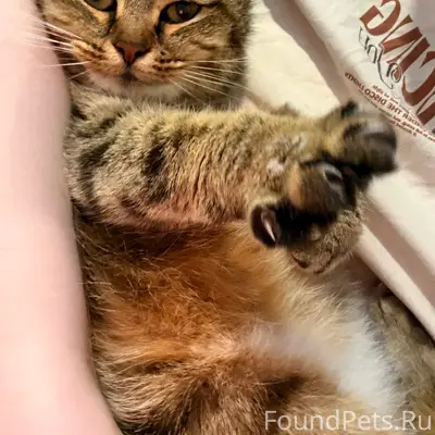 Найдена кошка камышового окраса, Верхняя Пышма