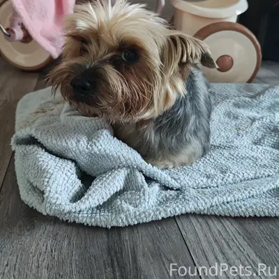 Пропала собака