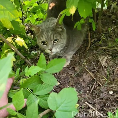 Найдена кошка, пр-т Курако