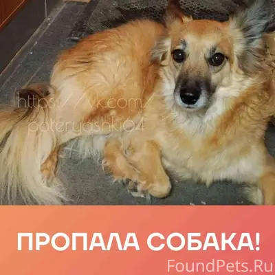 Пропала собака Лаки, Саратов, Ленинский район