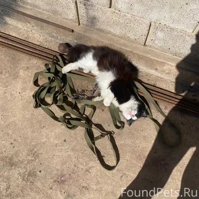 Пропала кошка, Фильтровальная ул.