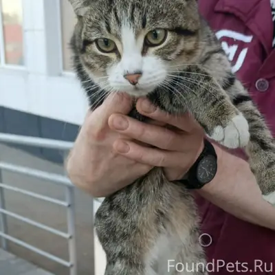 Пропал кот, в районе магнита