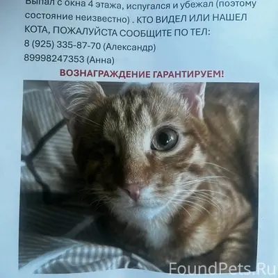 Пропал кот, Песчаный переулок, 14к1