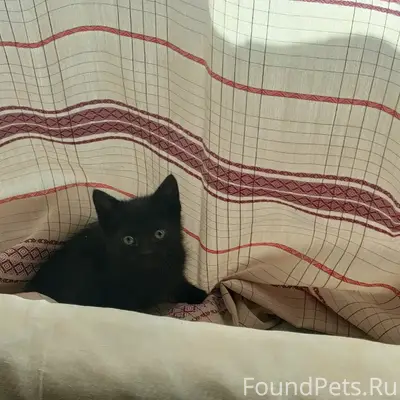 Найден котёнок-мальчик, посёлок Красный Маяк
