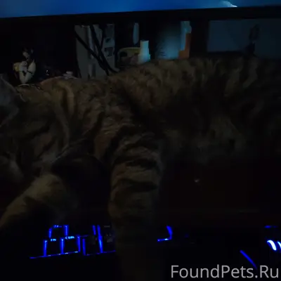 Пропал кот Боня, район ул. Фрунзе