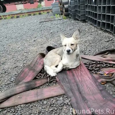 Найден тип собака, район Ясной Поляны