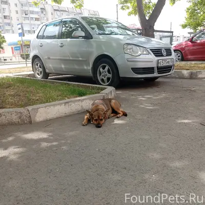 Пропала собака, лежит на парковке возле нимфы