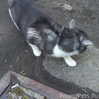 Найдена кошка Марсик, место не указано