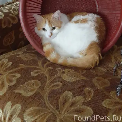 Пропал кот, г. Шацк