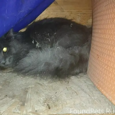 Найдена кошка, пос. Юный Ленинец