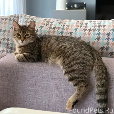 Найдена кошка Тиша, Старосемейкино