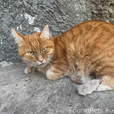 Найдена кошка, Октябрьский район